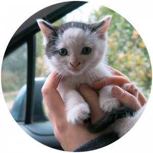 Réseau MyKatPat chaton