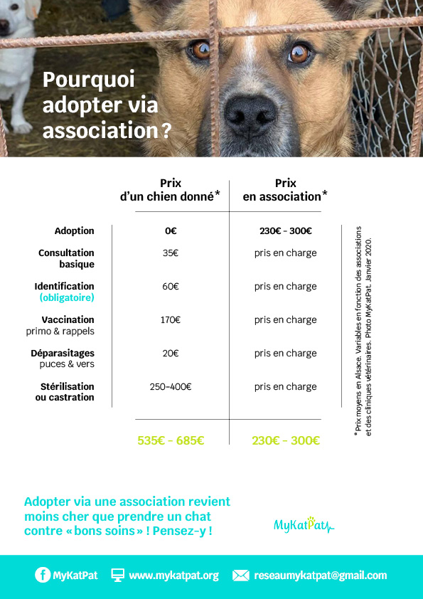 reseau_mykatpat_adopter_association_chien