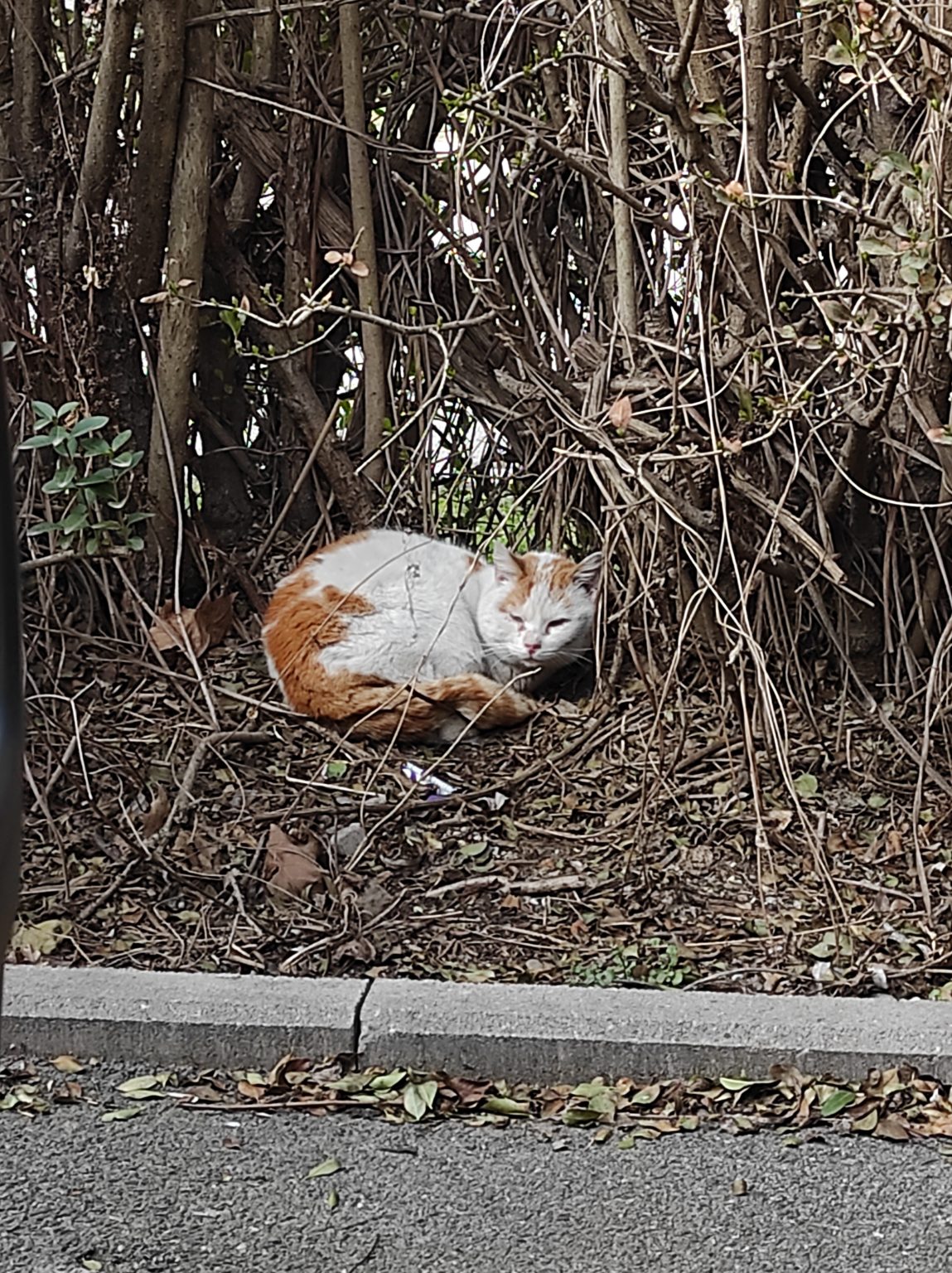 reseau_mykatpat_chat_errant