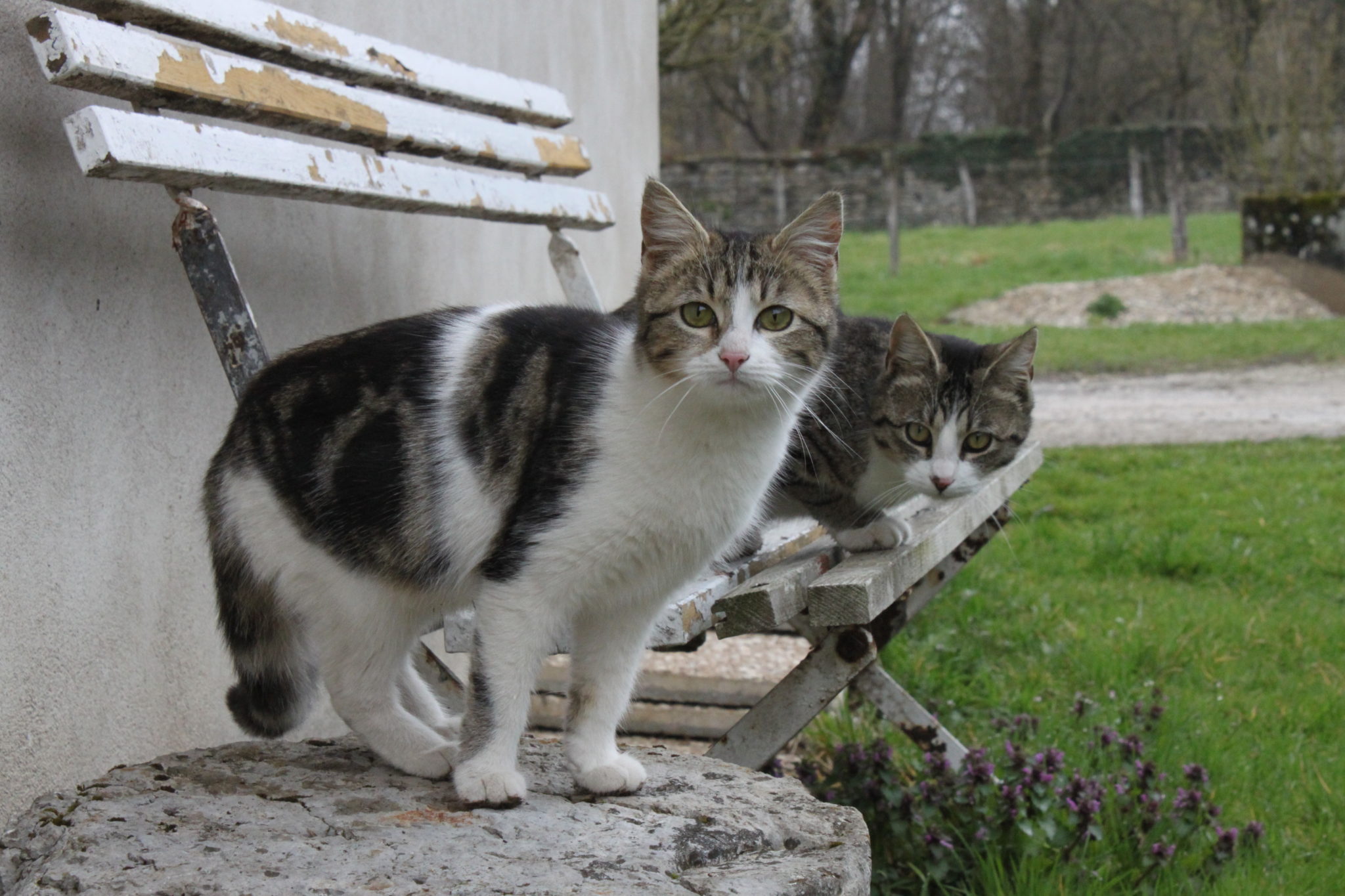 reseau_mykatpat_chat_errant