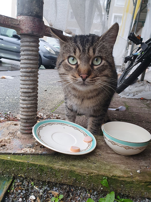 comment aider un chat errant