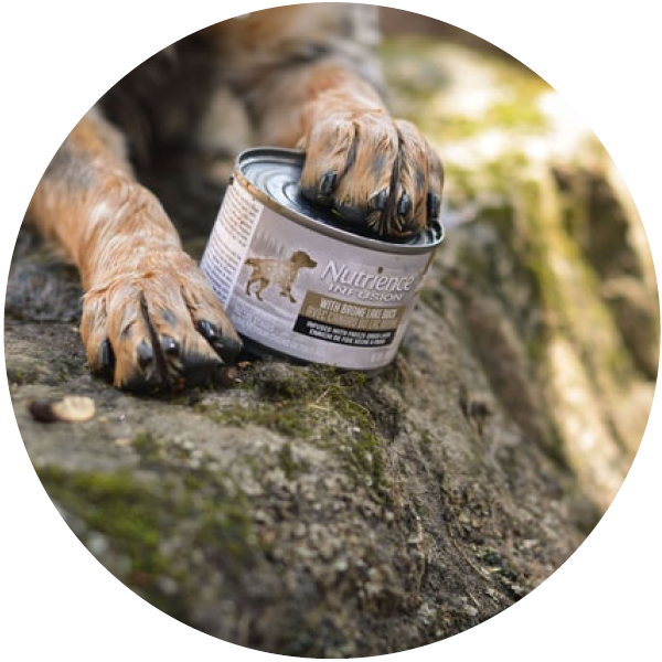 Alimentation chien dangereux et toxique pour les chats