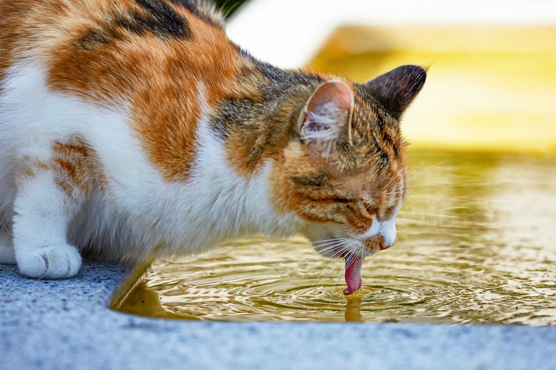Chat buvant sous fortes chaleurs