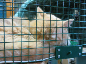 Chat roux endormi dans une trappe