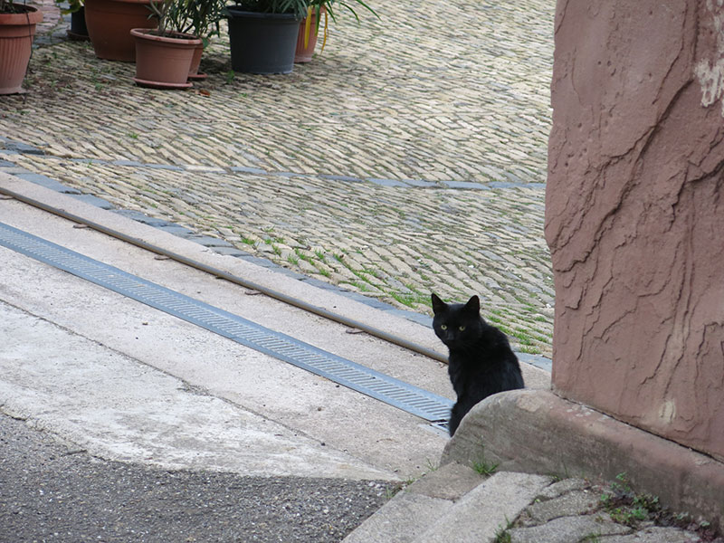 Chat noir errant dans une ferme