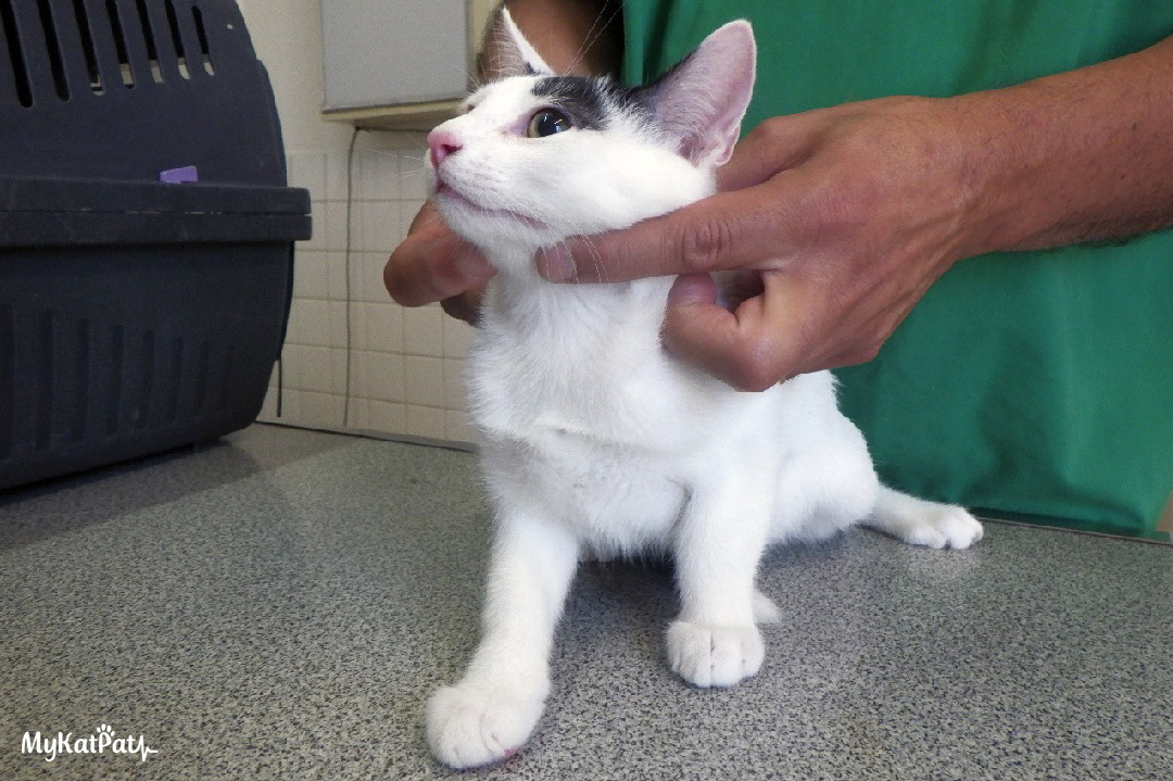 Visite vétérinaire d'un chaton en famille d'accueil