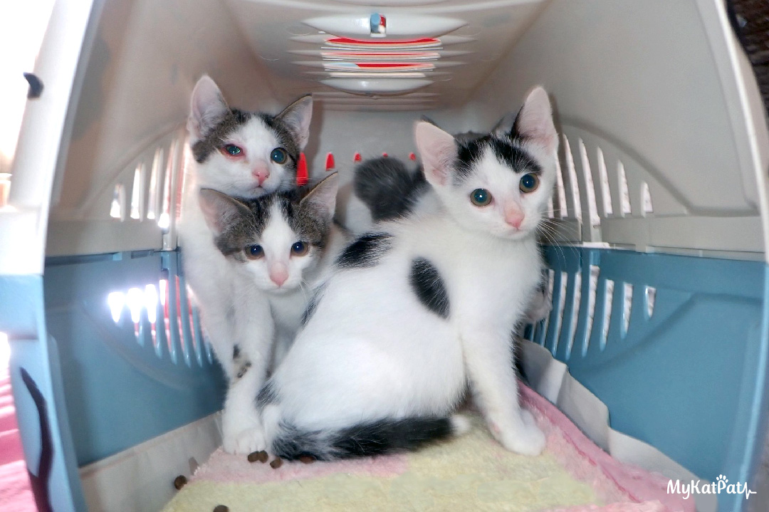 Arrivée de chaton en caisse de transport dans leur famille d'accueil