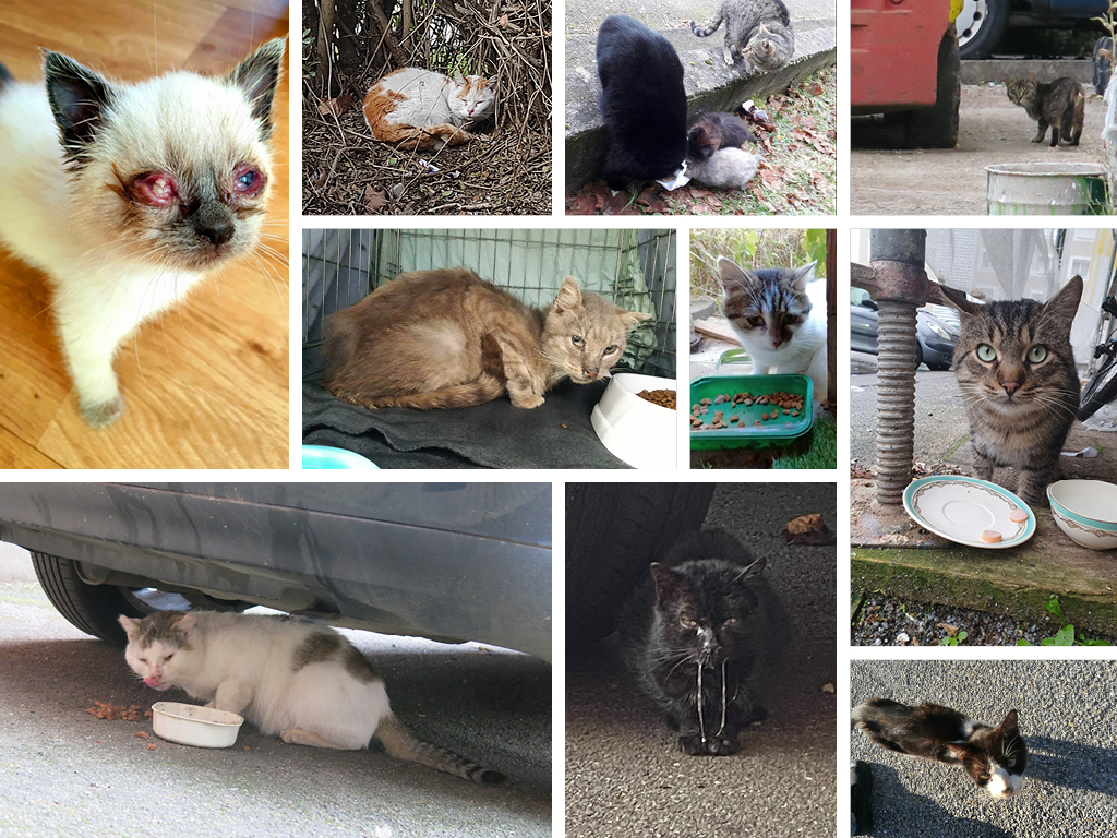 Montage photos de chats errants sauvés par le réseau Mykatpat