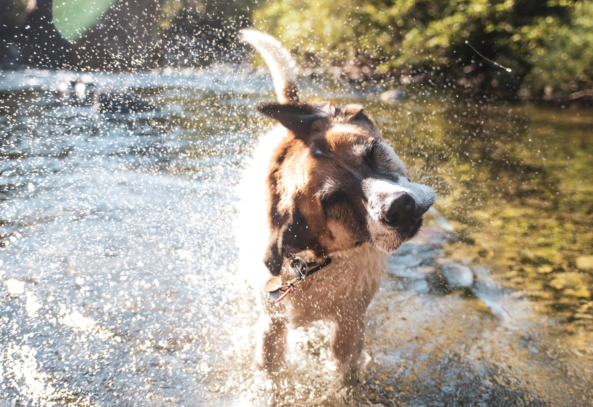 Chien s'ébrouant dans une rivière avec fortes chaleurs