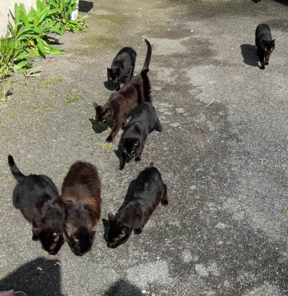Colonie de chats noirs errants sur point de nourrissage
