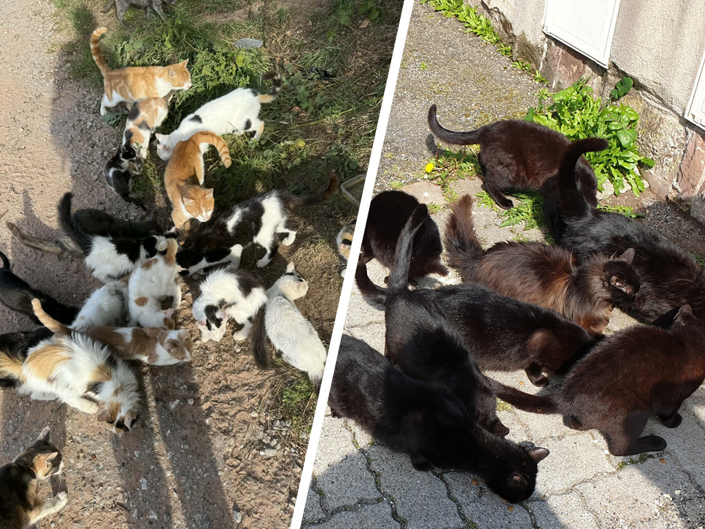 Deux colonies de chats errants attendant d'être pris en charge par une association
