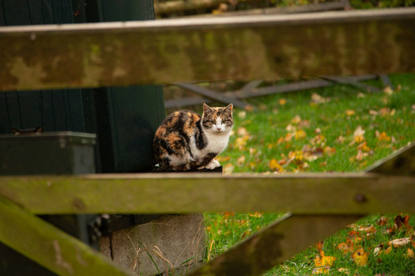 Chatte libre dans un jardin