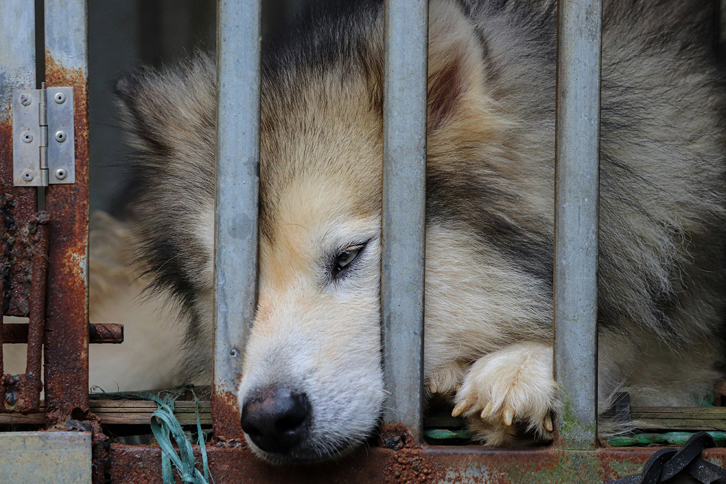 Chien en cage