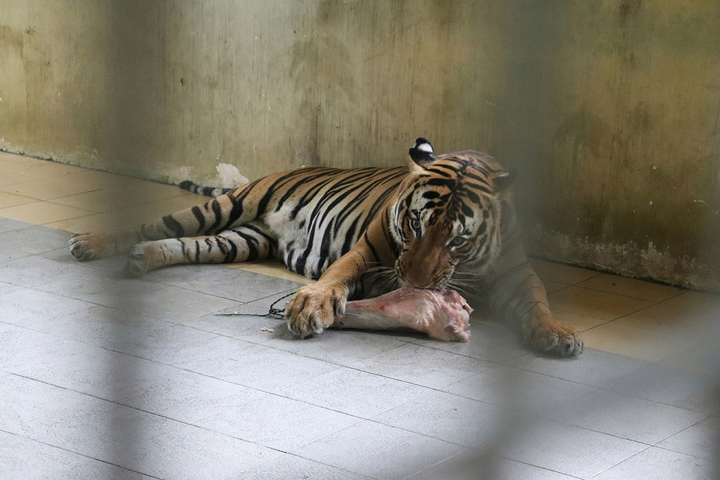 Tigre en cage
