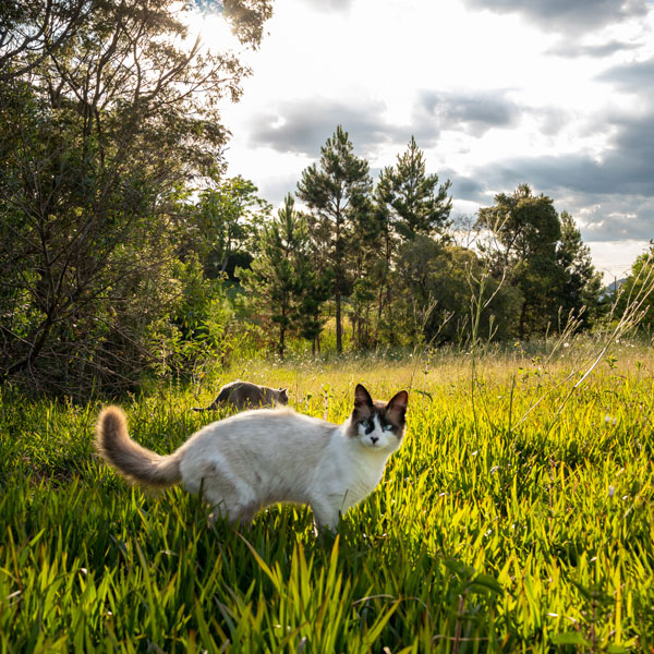 Deux chats libres dans un champ