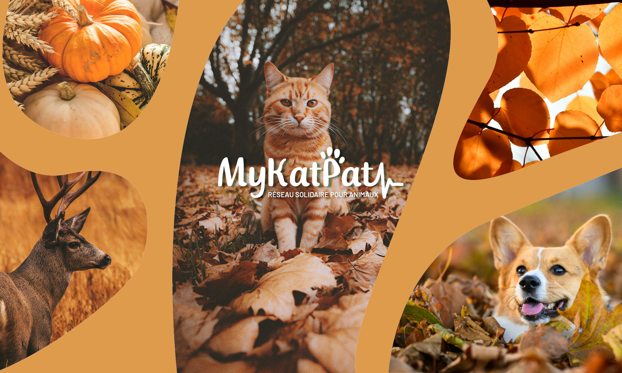 mykatpat