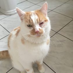 Chat errant blessé mis en sécurité dans une salle de bain