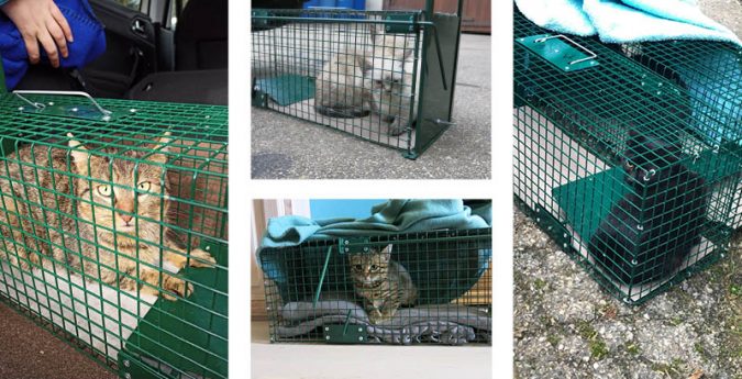 chats errants en cage trappe