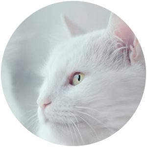 mykatpat_chat_blanc mykatpat_chat_blanc