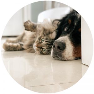 mykatpat_chat_chien mykatpat_chat_chien