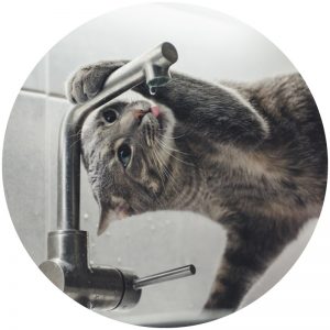 mykatpat_chat_eau mykatpat_chat_eau