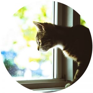 mykatpat_chat_interieur mykatpat_chat_interieur