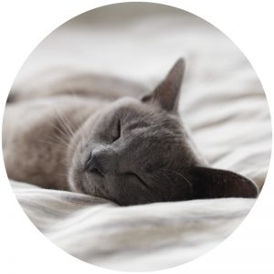 mykatpat_chat_interieur_02 mykatpat_chat_interieur_02