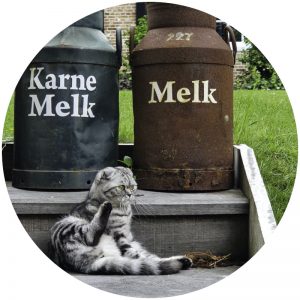 mykatpat_chat_lait mykatpat_chat_lait