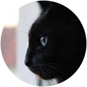 mykatpat_chat_noir mykatpat_chat_noir