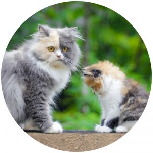 mykatpat_chat_portee mykatpat_chat_portee