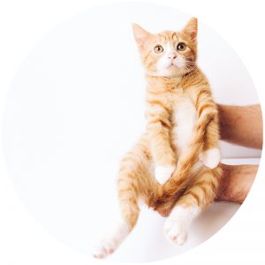 mykatpat_chat_punition mykatpat_chat_punition