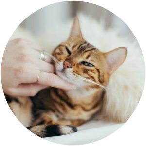 mykatpat_chat_ronronne mykatpat_chat_ronronne