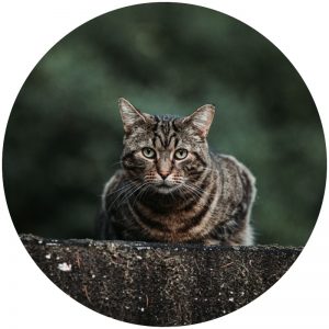 mykatpat_chat_sauvage mykatpat_chat_sauvage