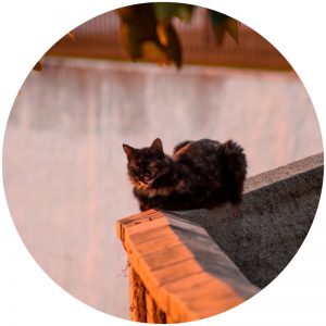 mykatpat_chat_solitaire mykatpat_chat_solitaire