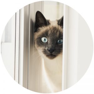 mykatpat_chat_vengeance mykatpat_chat_vengeance