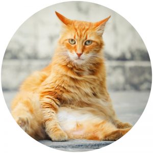 mykatpat_chat_toilette mykatpat_chat_toilette