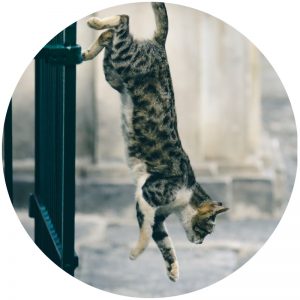 mykatpat_chat_tombe mykatpat_chat_tombe