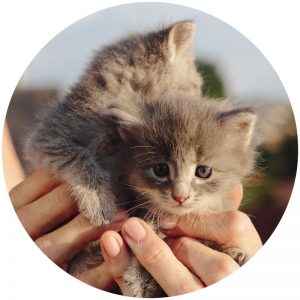mykatpat_chaton mykatpat_chaton