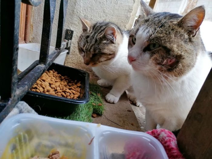comment aider un chat errant comment aider un chat errant