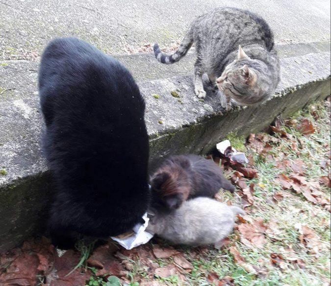 comment aider un chat errant comment aider un chat errant